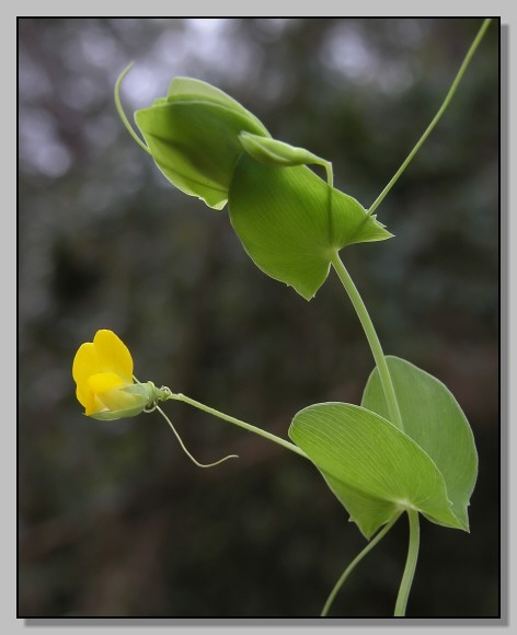 Lathyrus aphaca -Trifolium cfr. cherleri - Orobanche ramosa - Pisum sativum